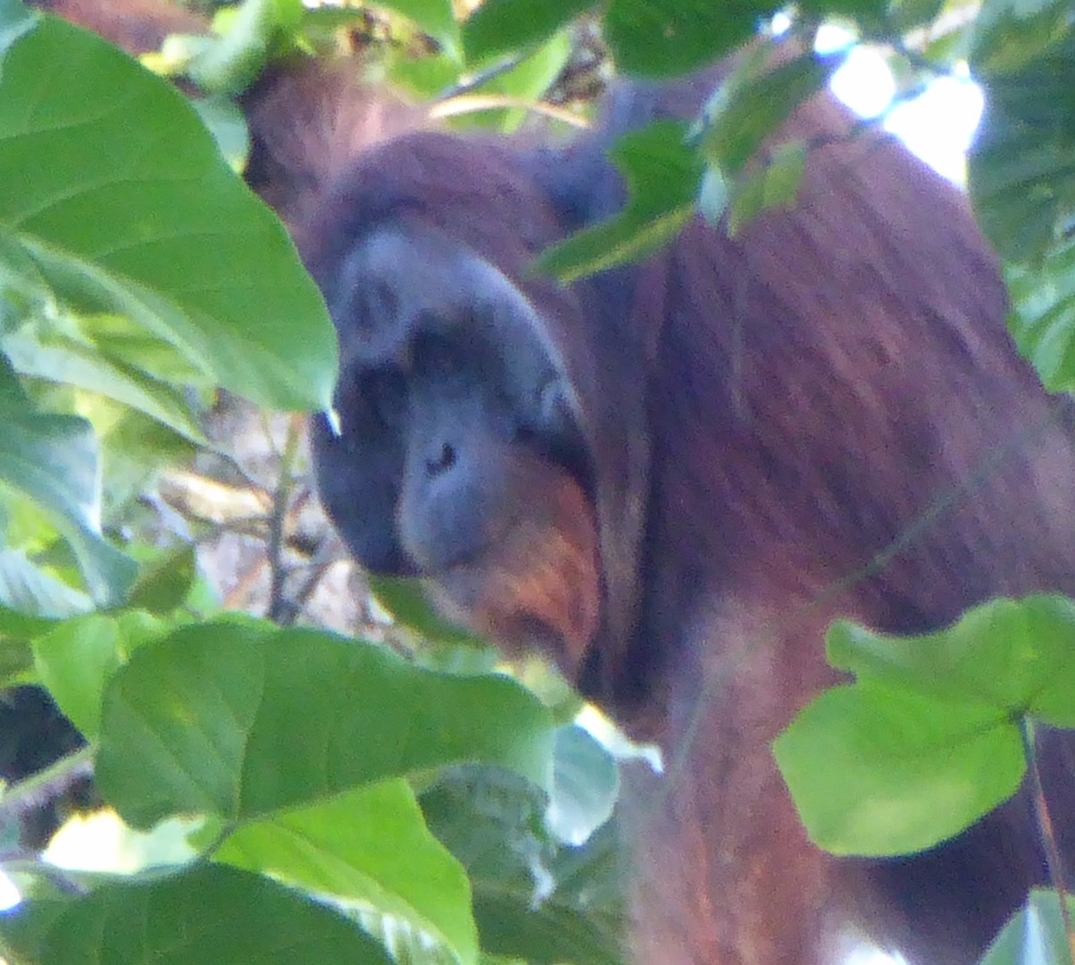 Adventure Alternative Borneo Sabah Jungle Orangutan