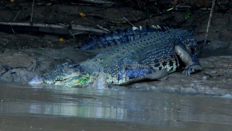 Adventure Alternative Borneo Sabah Jungle Crocodile Entering the water