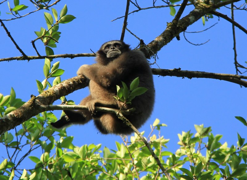 Adventure Alternative Borneo Sabah Jungle Wildlife Monkey