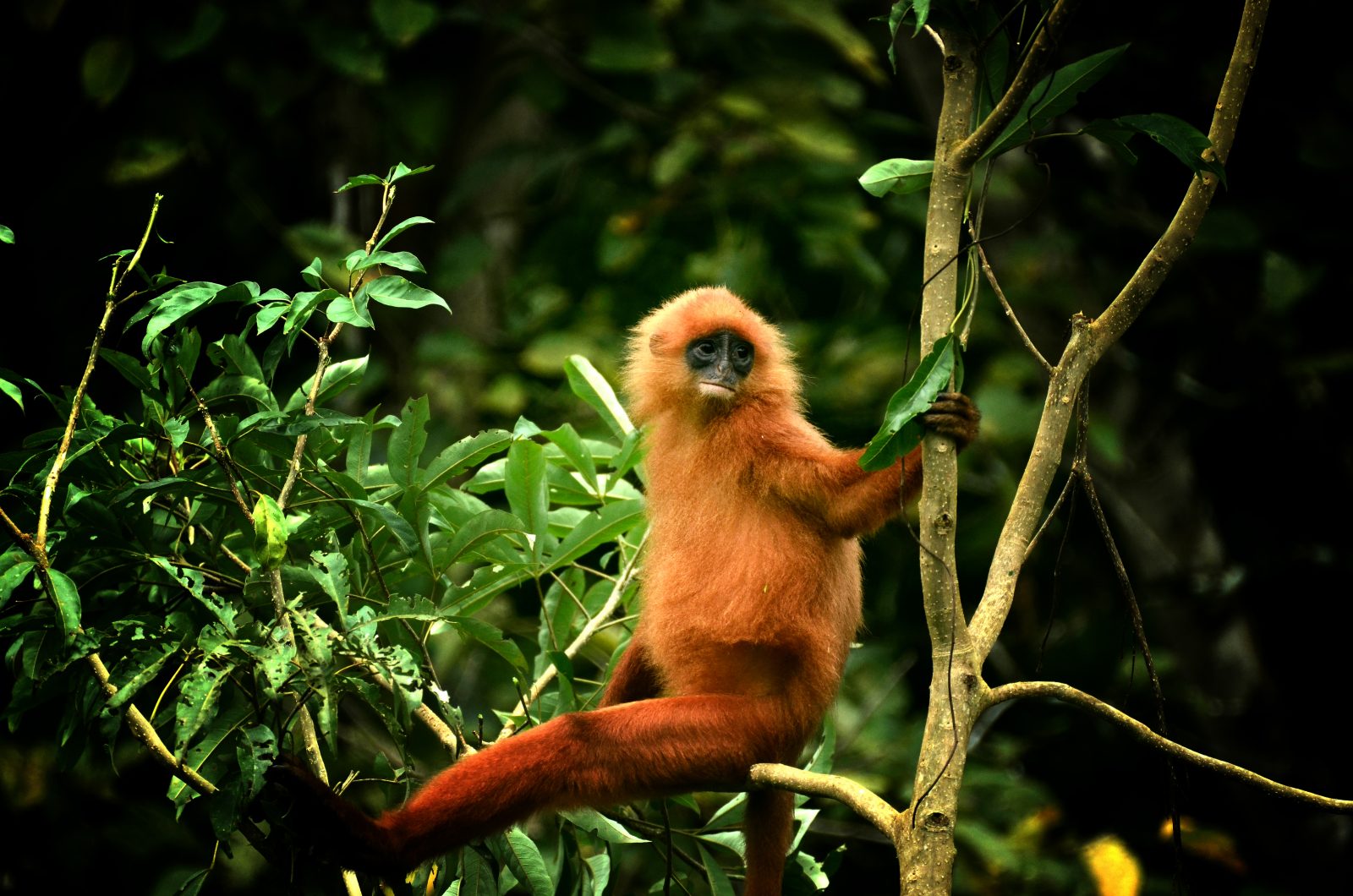 Maroon Langur, Sabah, Borneo